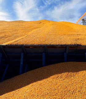 Экспорт пшеницы из России в сентябре 2025 года: объёмы растут, цены падают