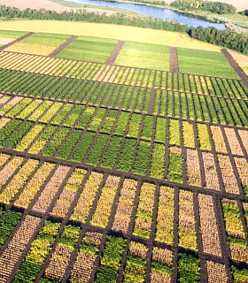 Перспективы семеноводства и селекции на Дальнем Востоке России