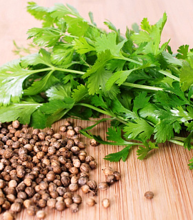 Кориандр Алексеевский