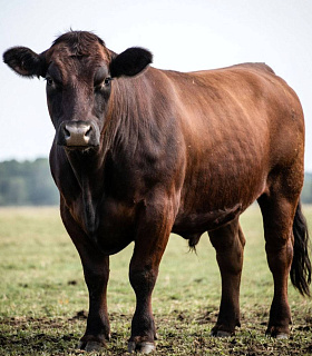 Премиальная говядина может стать флагманом мясного экспорта