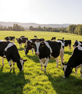 Грипп птиц H5N1 сохраняется в молоке дольше ожидаемого