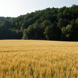 Сельхозземли в ООПТ теперь можно использовать без изъятия