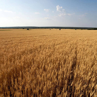 Урожай зерна в России превысил 141 миллион тонн