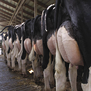 Практические советы по подготовке коров к искусственному осеменению для повышения успешности