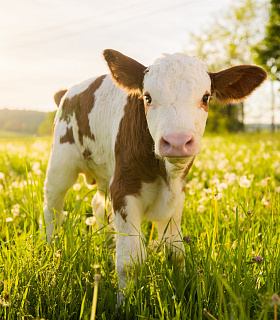 Как снизить и обезвредить проявления диареи у телят