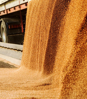 Россия сняла ограничения на ввоз пшеницы из Казахстана
