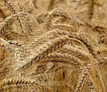 Цены на рожь продолжают рост на фоне исторически низких посевов