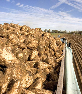 Урожайность сахарной свёклы в России выросла до 384 ц/га
