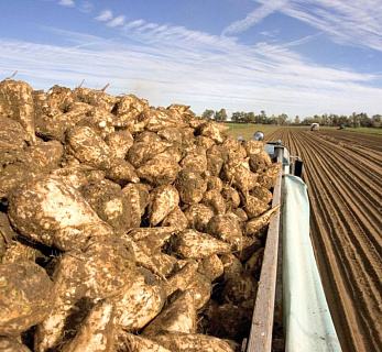 Урожайность сахарной свёклы в России выросла до 384 ц/га