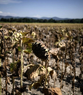 Сбор подсолнечника в южных регионах снизился на 50%