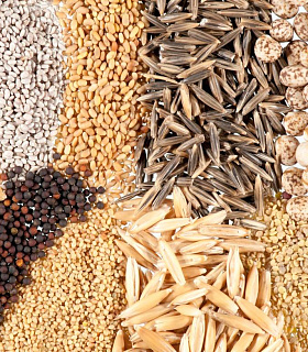 Рынок семян в России требует разнообразия и точной специализации культур