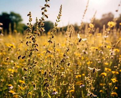 Пчёлы против пестицидов: 24 часа на спасение