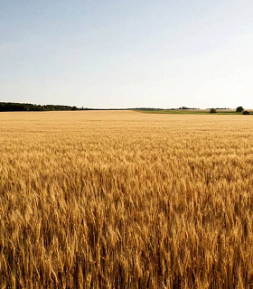 Ржаное направление в АПК на грани исчезновения