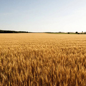 Ржаное направление в АПК на грани исчезновения