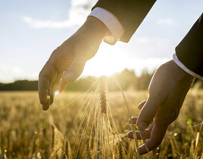 Индексное страхование урожайности как новый инструмент защиты посевов с господдержкой