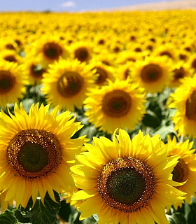 Валовой сбор масличных культур в России по регионам и культурам